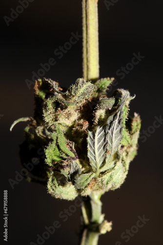 Fresh medical marijuana isolated close up background therapeutic cannabis bud purple haze botanical high quality big size instant printings stock photography
