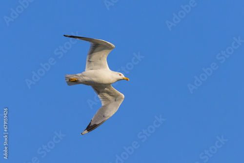 A yellow legged gull flying on a sunny day in spring