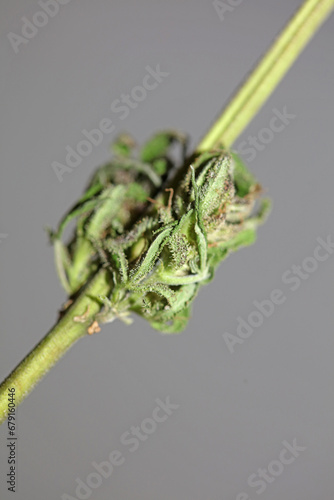 Fresh medical marijuana isolated close up background therapeutic cannabis bud purple haze botanical high quality big size instant printings stock photography