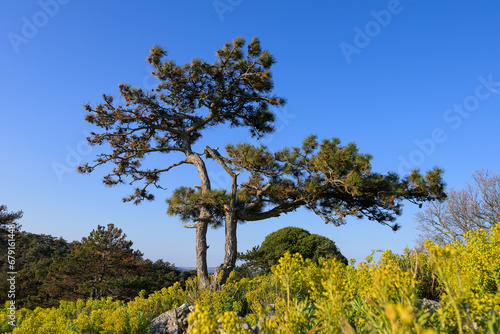 Pine trees amd mediterranean spurge in Cres