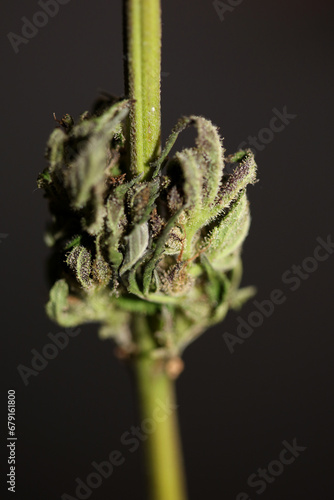 Fresh medical marijuana isolated close up background therapeutic cannabis bud purple haze botanical high quality big size instant printings stock photography