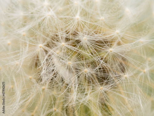 Closeup of a common Dandelion ready to blow