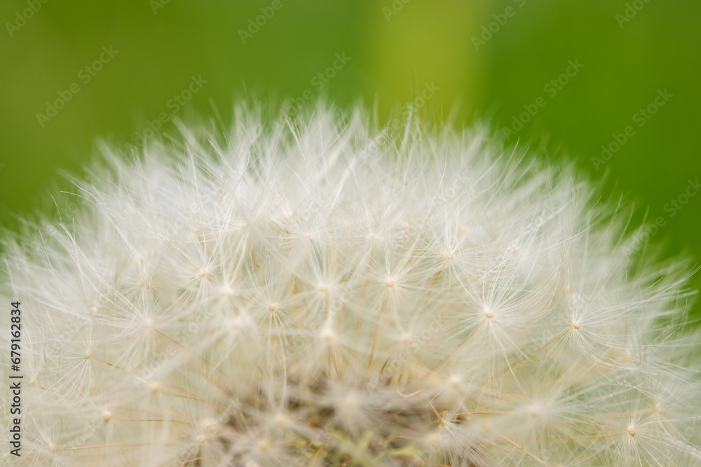 Fototapeta premium Closeup of a common Dandelion ready to blow