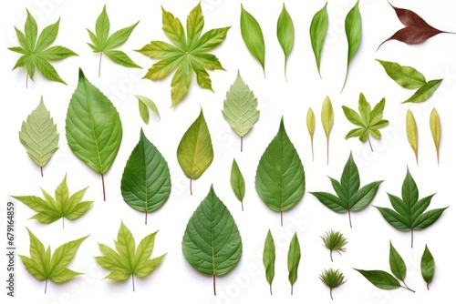 collection of various tree leaves on white