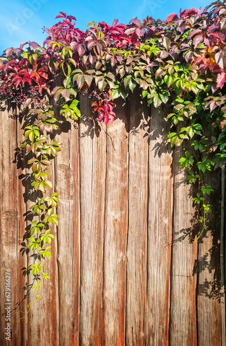 Rural aged fence made of wooden planks with decorative creeping plant with colourful red and green leaves under sunlight used as natural landscape design in outdoor garden. Image with copy space