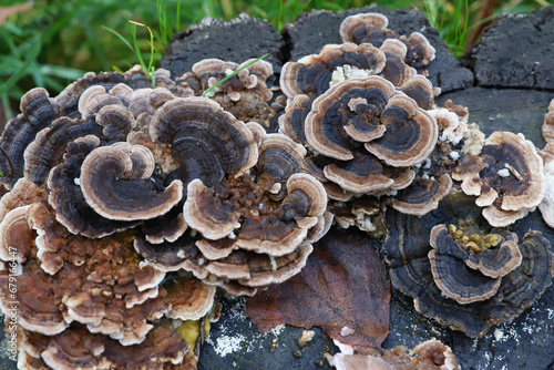 mushrooms on an old stump in autumn, parasites, symbiosis, rotten tree, living mushrooms eat a dead tree
