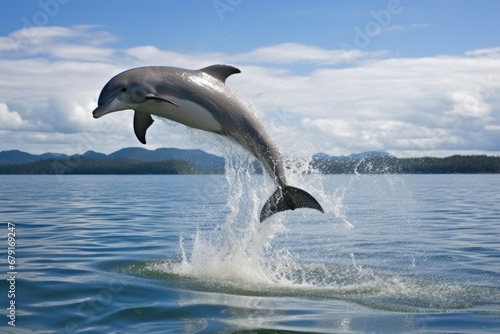 dolphin leaping to catch fish in air