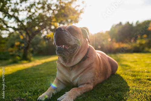 Happy Malloca mastiff Ca de Bou dog lie down in the grass photo