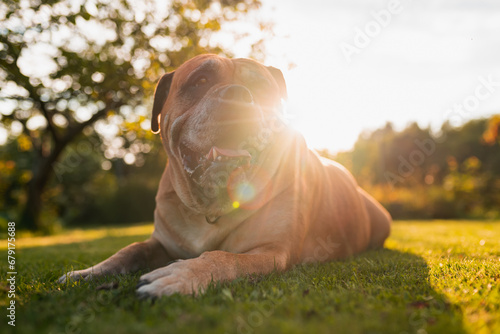 Happy Malloca mastiff Ca de Bou dog lie down in the grass photo