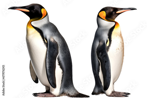Penguins isolated on white background. Side view.