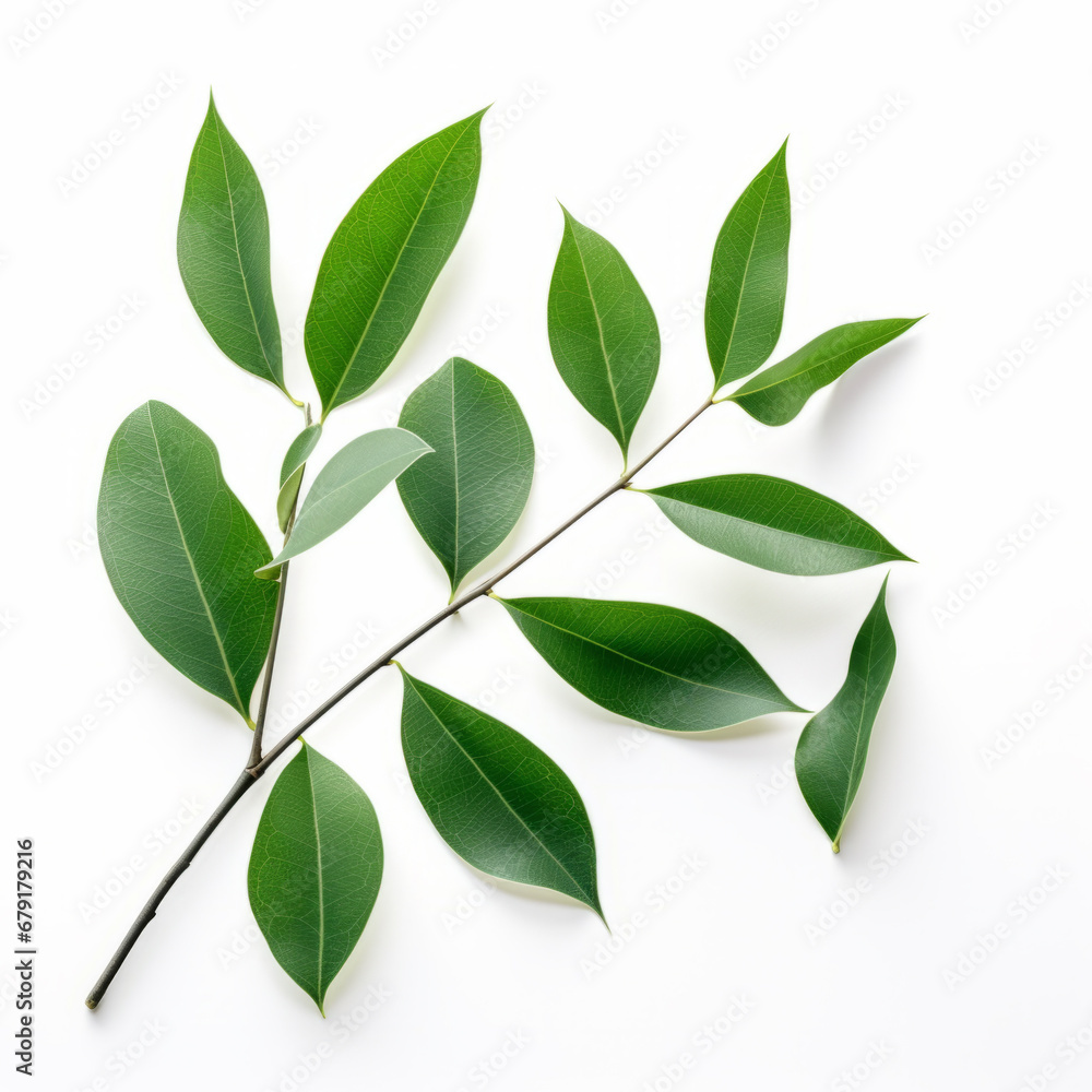 Set of green leaves, isolated on white background Set of green leaves, isolated on white background