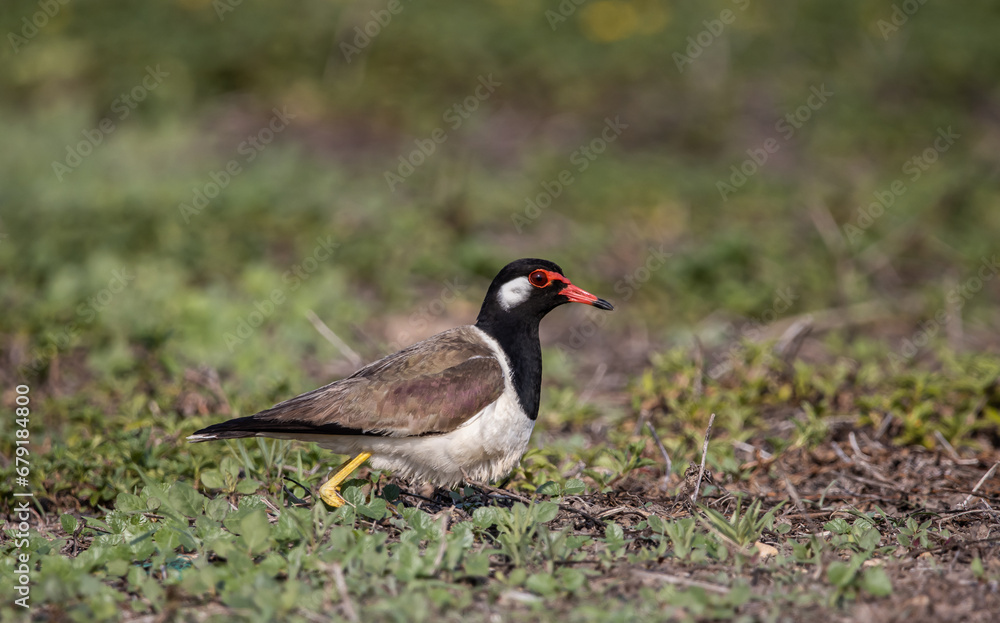 Red-wattled Lapwing on ground animal portrait. Red-wattled Lapwing on ground animal portrait.