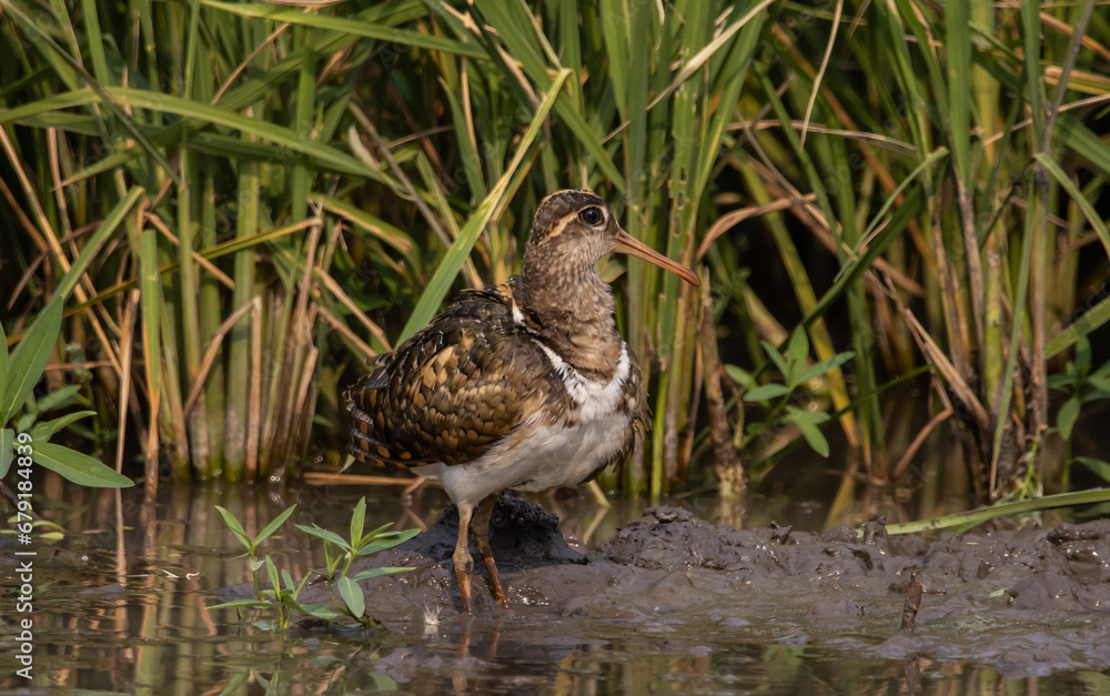 greater painted-snipe on the ground close up shot ( Animal portrait ). greater painted-snipe on the ground close up shot ( Animal portrait ).