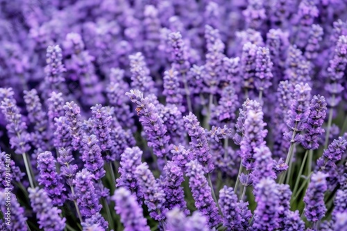 macro image of a lavender flowers arrangement
