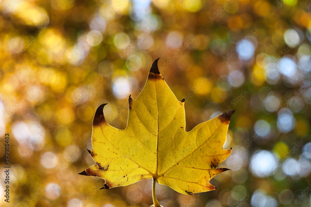 Fototapeta premium leaf in autumn with bokeh in the background