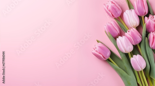 pink tulips on pink background #679186044