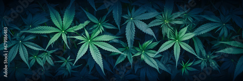 Cannabis leaf plants on dark background wallpaper
