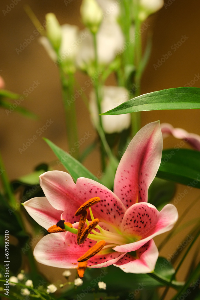 Close-up of a bouquet of flowers, including stargazer lilies, roses and gypsophila. Close-up of a bouquet of flowers, including stargazer lilies, roses and gypsophila.