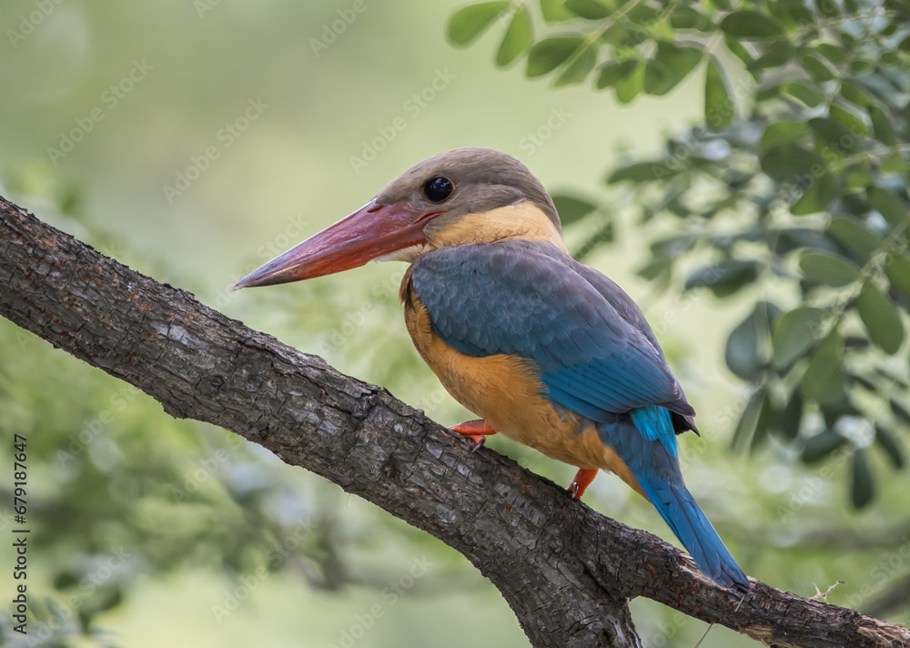 Obraz premium Stork-billed kingfisher childhood on the branch of a tree.