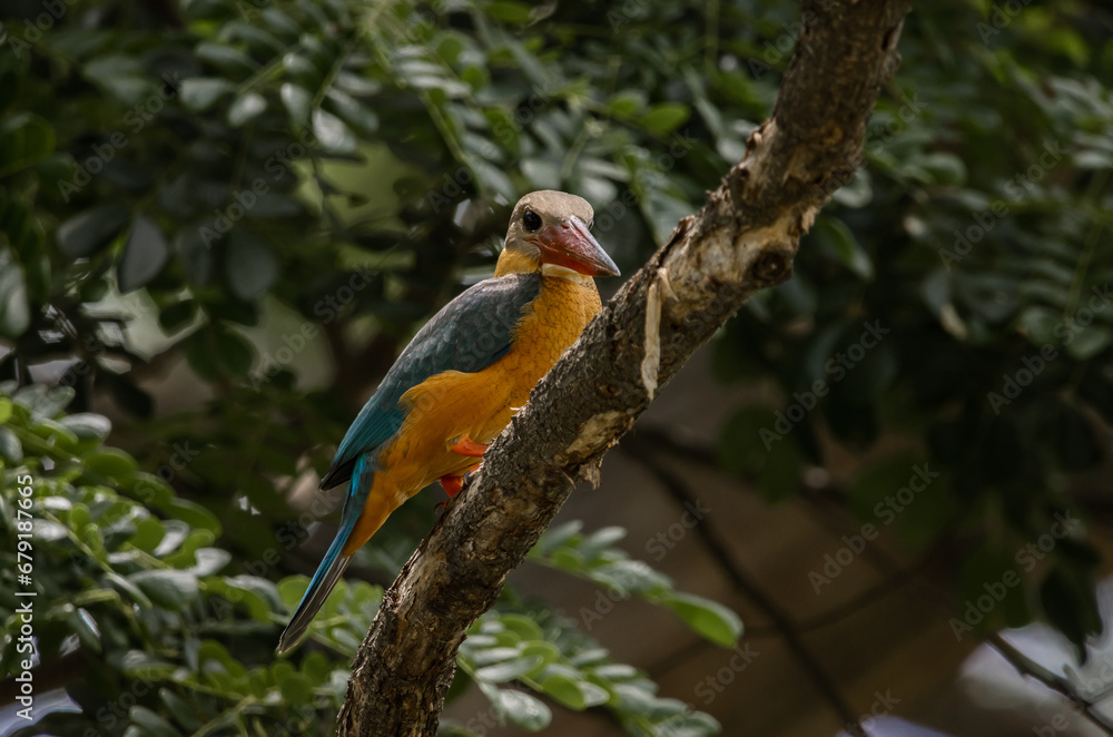 Stork-billed kingfisher childhood on the branch of a tree. Stork-billed kingfisher childhood on the branch of a tree.