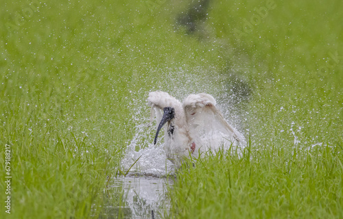 Black-headed Ibis .Bathing in a rice field furrow.