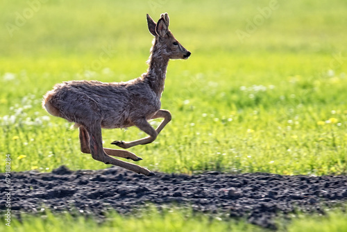 Roe-deer in the meadow in the run