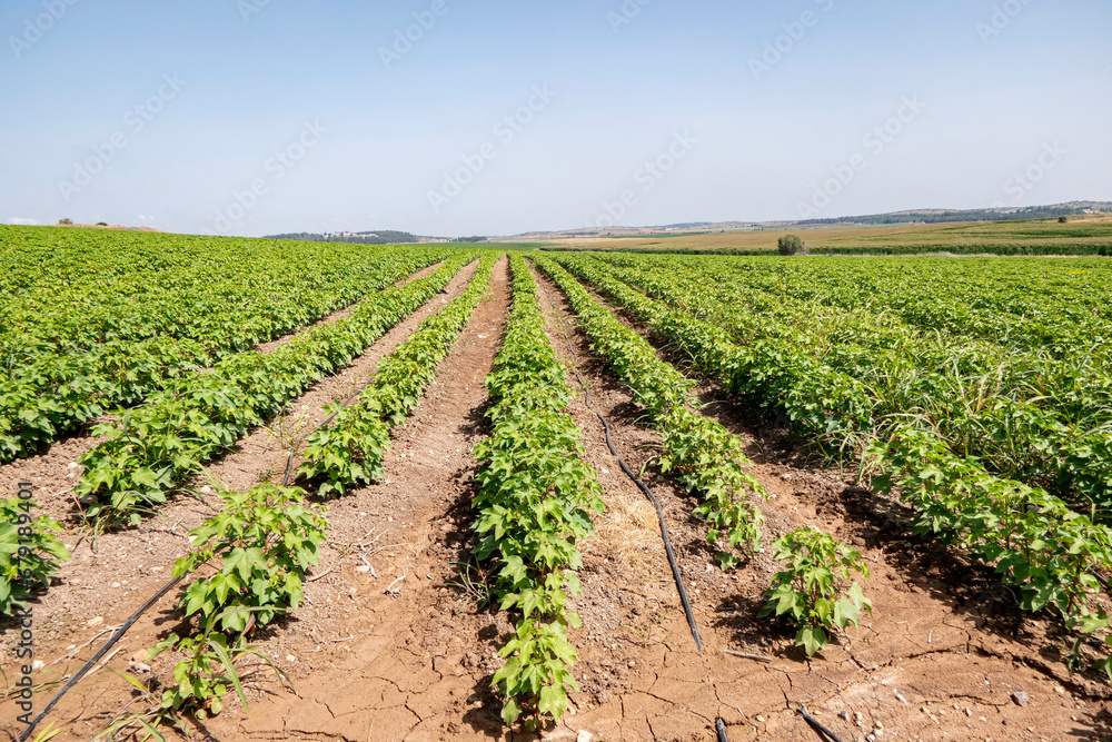 Colorful landscape image of cotton agriculture field