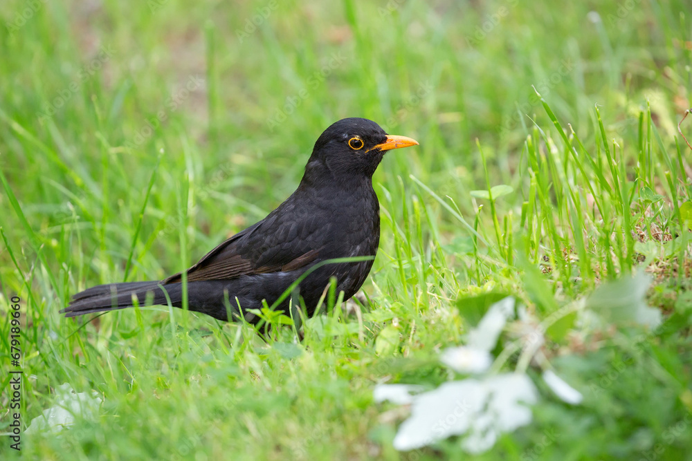 Common blackbird in a clearing in the wild Common blackbird in a clearing in the wild