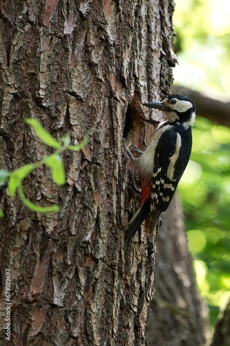 Woodpecker on a tree in the wild 
