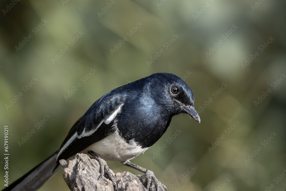 Oriental magpie robin on dly branch close up shot. Oriental magpie robin on dly branch close up shot.