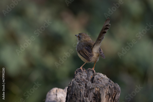 Wallpaper Mural Plain Prinia on the branch animal portrait. Torontodigital.ca