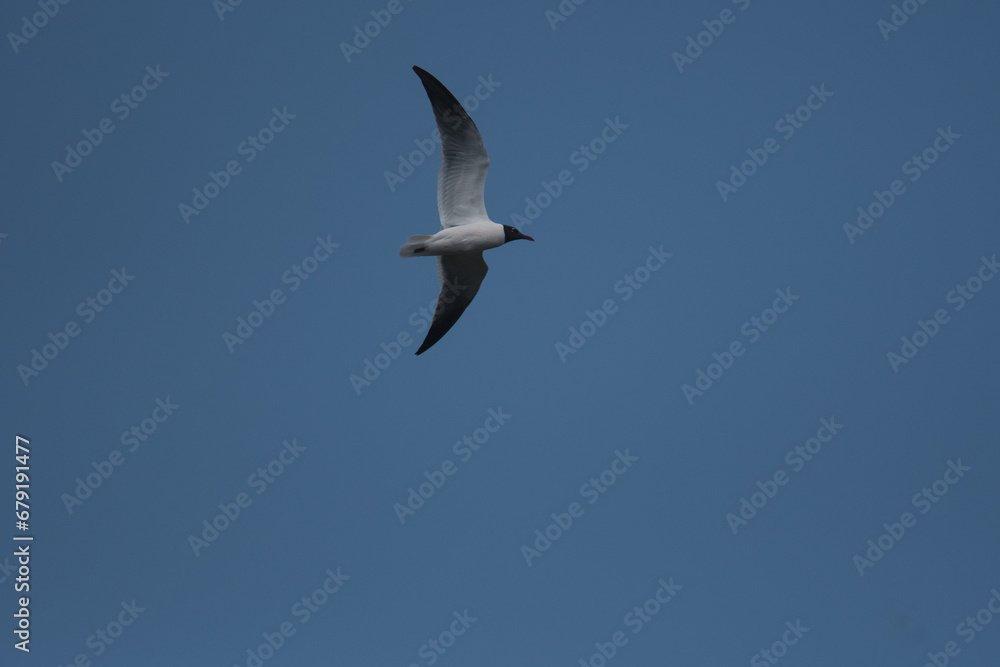 Laughing Gull soaring through the sky above Acadia National Park in Maine. Laughing Gull soaring through the sky above Acadia National Park in Maine.