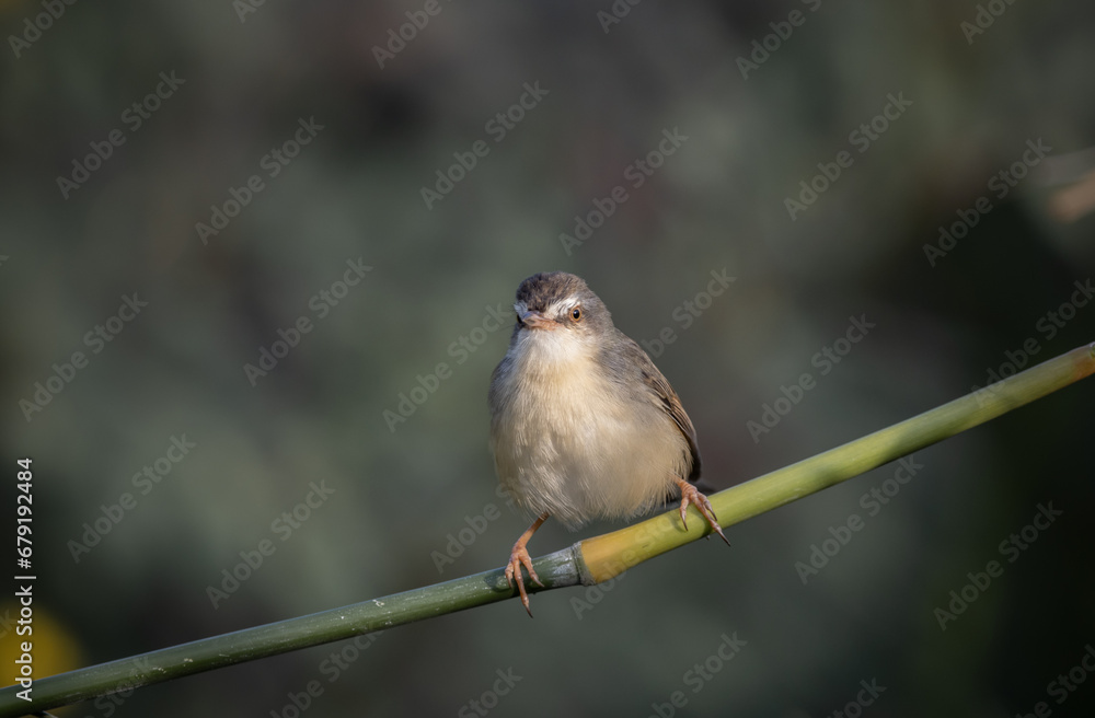 Plain Prinia on the branch animal portrait. Plain Prinia on the branch animal portrait.