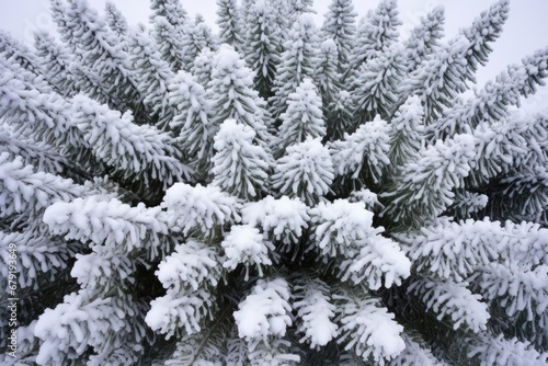 conifer tree branch decorated with fluffy snow