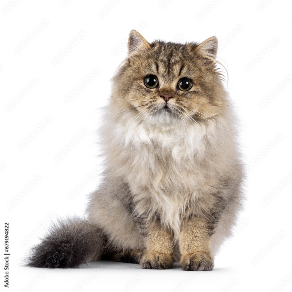 Cute fluffy British Longhair cat kitten, sitting facing front. Looking sweet into camera with big round eyes. Isolated on a white background.