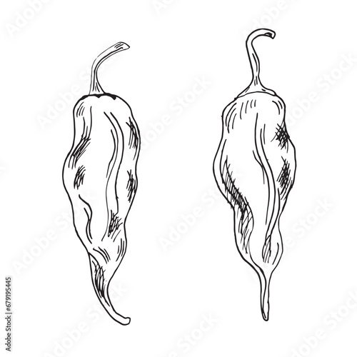 Jolokia red ghost hot pepper vector illustration isolated on white background. Hand drawn ink trinidad scorpion hot pepper. Habanero black white graphic. Design element for wrapping, menu, package
