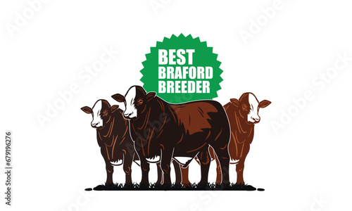 Braford cattle are red, have a big body and are resistant to disease and weather changes.