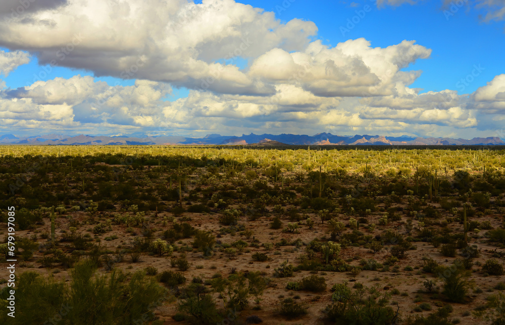 Fototapeta premium Sonora Desert Arizona