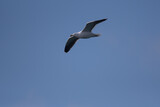 Great Black-Backed Gull flying across the sky over Seneca Lake in New York.