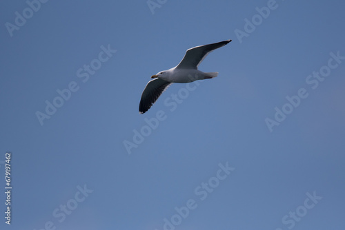 Great Black-Backed Gull flying across the sky over Seneca Lake in New York.