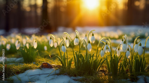 Snowdrop flowers emerging from snow. Forest at dawn. Springtime. Copy space.
