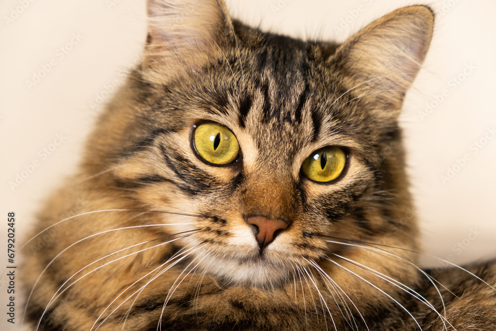 Portrait of a brown tabby cat with yellow-green eyes looking around