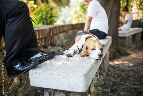 a dog having a nap on a bench with his owners, sleeping dog
