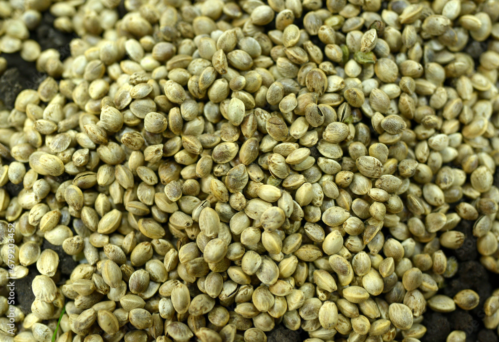 Cannabis seeds put on a soil, closeup Cannabis seeds put on a soil, closeup