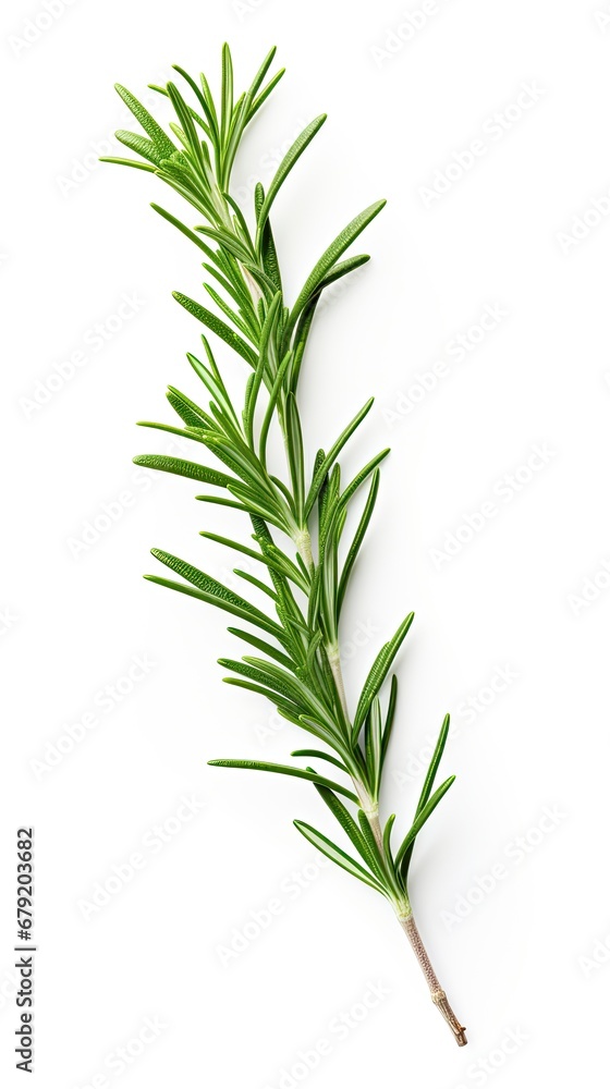 Fresh Twig of Rosemary isolated on white background