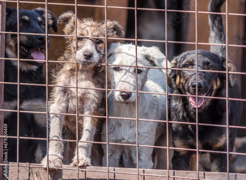 four puppies behind bars in a cage photo