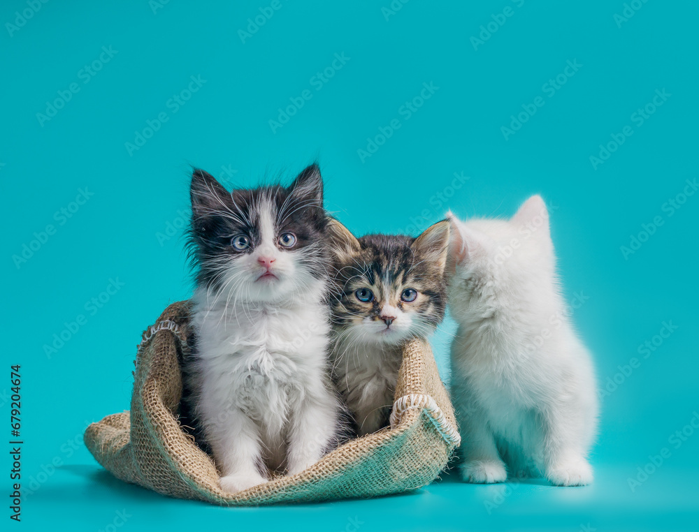 two kittens in a sack and one next to the bag on a turquoise background