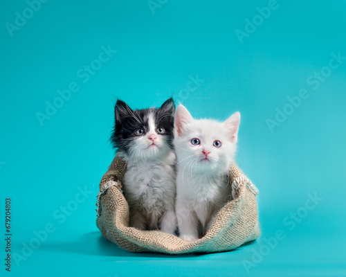 Canvastavla two kittens in a sack turquoise background