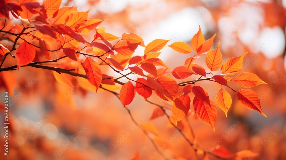 Beautiful yellow red and orange leaves in an autumn Beautiful yellow red and orange leaves in an autumn