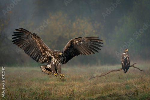 White Tailed Eagle (Haliaeetus albicilla) landing on the ground.in the forest of Poland, Europe. Birds of prey. Sea eagle. 